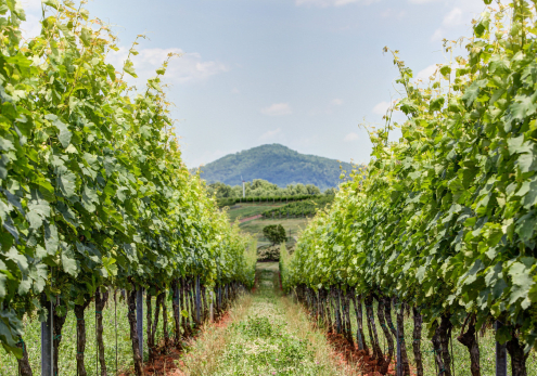 Our Vineyards